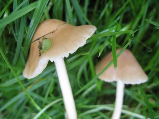 Marasme des oréades 